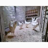 Інкубаційне яйце курей Орловська: ситцева, біла