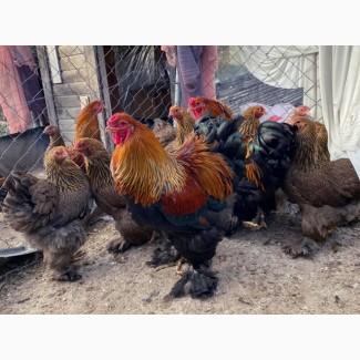 Інкубаційне яйце, птиця, курчата, Кохінхін - срібло, куріпчаста, смугаста