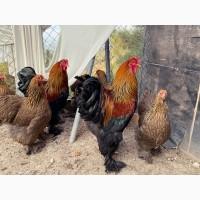 Інкубаційне яйце, птиця, курчата, Кохінхін - срібло, куріпчаста, смугаста