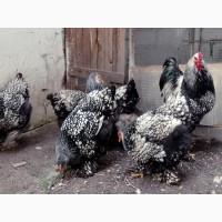 Інкубаційне яйце, птиця, курчата, Кохінхін - срібло, куріпчаста, смугаста