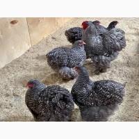 Інкубаційне яйце, птиця, курчата, Кохінхін - срібло, куріпчаста, смугаста