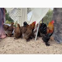 Інкубаційне яйце, птиця, курчата, Кохінхін - срібло, куріпчаста, смугаста