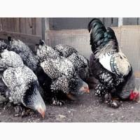 Інкубаційне яйце, птиця, курчата, Кохінхін - срібло, куріпчаста, смугаста