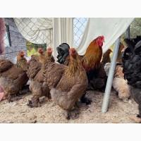 Інкубаційне яйце, птиця, курчата, Кохінхін - срібло, куріпчаста, смугаста