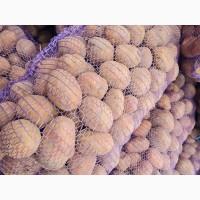 Продам товарну картоплю, опт