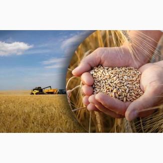 Купуємо некондицію та відходи сільськогосподарських культур