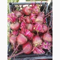 Продам буряк