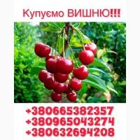 Купуємо Вишню