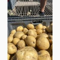 Продам картофель
