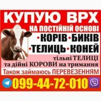 Закупівля ВРХ за НАЙКРАЩИМИ ЦІНАМИ у Харківській області
