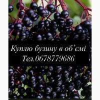 Куплю ягоди бузини, опт
