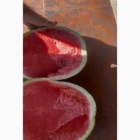 Продам кавун Арашан, Талісман