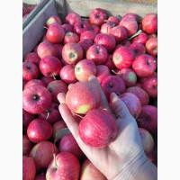 Продам яблуко 2 сорт, технічне