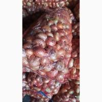 Лук штудгард