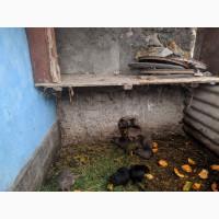 Нутрії, молодняк нутрії