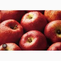 Куплю яблука на переробку