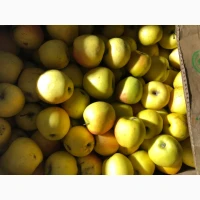 Продам яблука голден 2 сорту