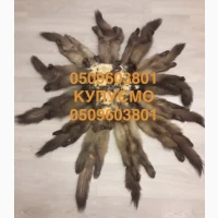 Купуємо шкурки куниці хутро бобра кроля