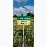 Озимий ячмінь Адаліна