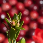 Продам заморожена журавлина оптом від 5 тонн журавлина для морсу і соку Волинська обл. Fro