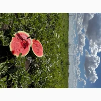 Продам кавун оптом / Продам арбуз оптом Талісман