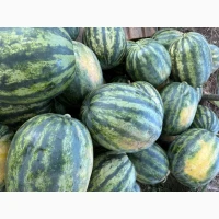 Продам кавун Сенсей 6-12