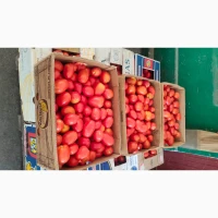 Продам помідор сливка свіжа