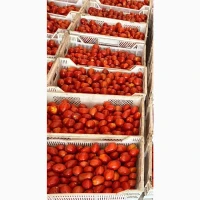 Продам помідор сливка свіжа