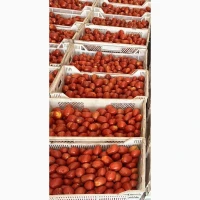 Продам помідор сливка свіжа