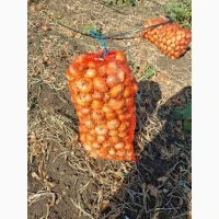 Продам лук Штутгарт