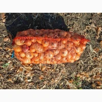 Продам лук Штутгарт