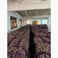 Продам товарну картоплю сорту Доната - відмінна якість та смак