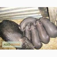 Продам вьетнамских поросят