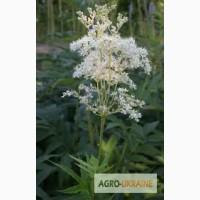 Лабазник, корень