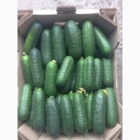 Продам товарный огурец, сорт Директор, Артист, Кибрия