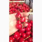 Продаем черешню из Испании