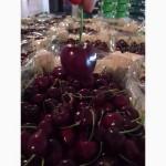 Продаем черешню из Испании