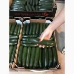 Продаем кабачки из Испании