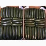 Продаем кабачки из Испании