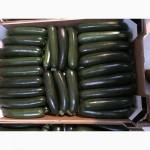 Продаем кабачки из Испании