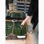 Продаем кабачки из Испании