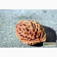 Куплю Косточку Персика, сливы Абрикоса