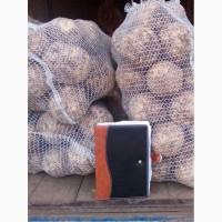 Селера корiнь продам 5за 1 кг