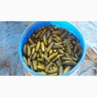 Продам огірки