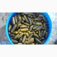 Продам огірки