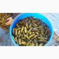 Продам огірки