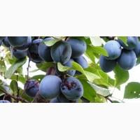Продам СЛИВУ оптом, Венгерку Сорт: Чачатская. Цена:Договорная