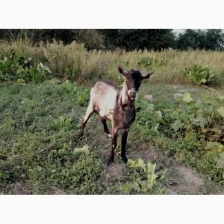 Продам козенят і козла