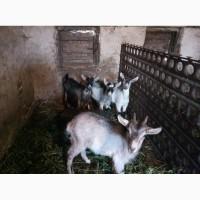 Продам козенят і козла