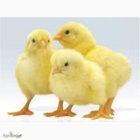 Курчат бройлера